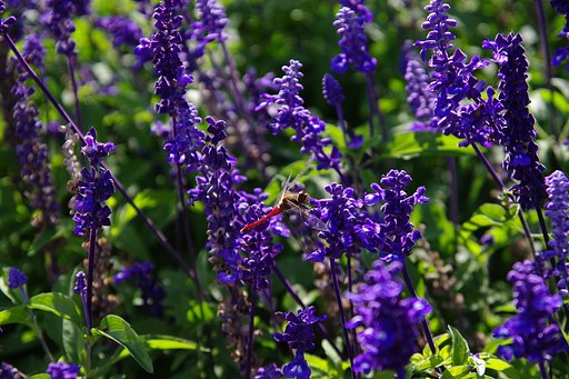 この花の色は？