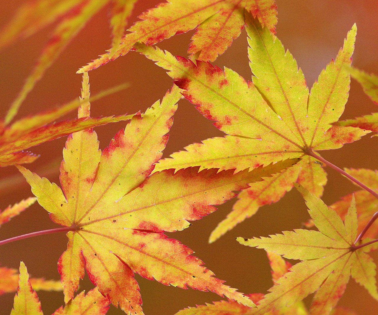 こんな紅葉も
