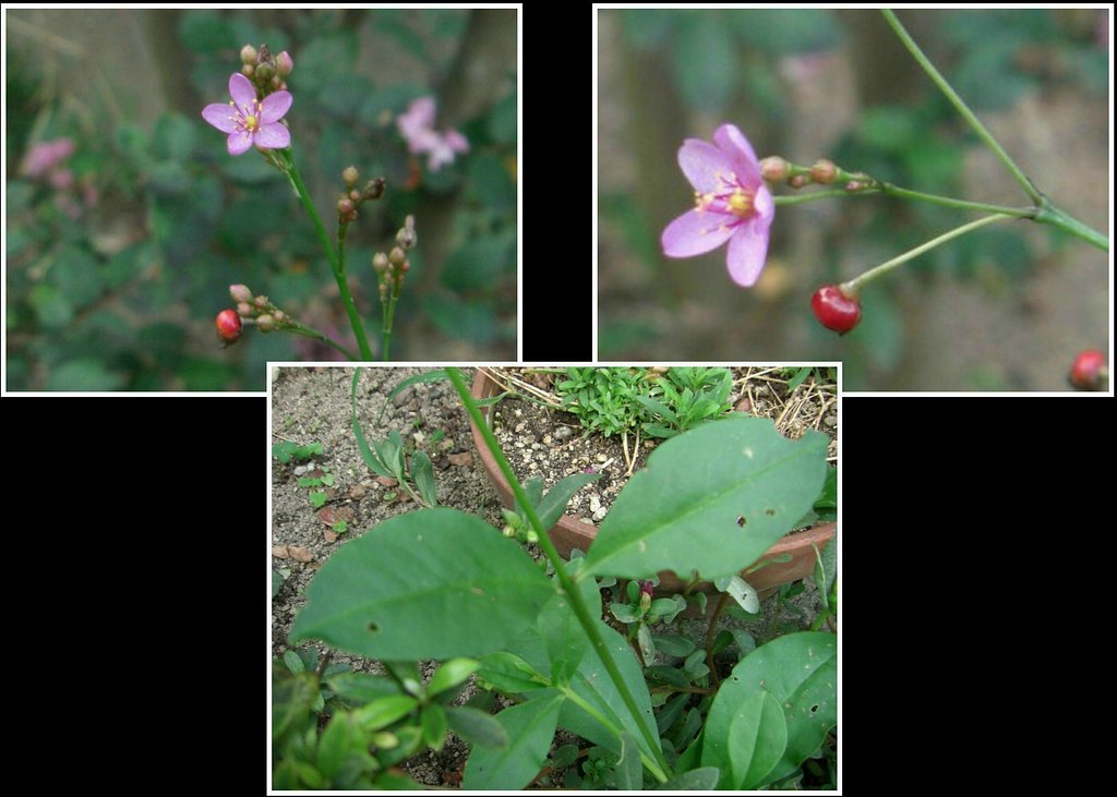 この花はハゼランでしょうか？
