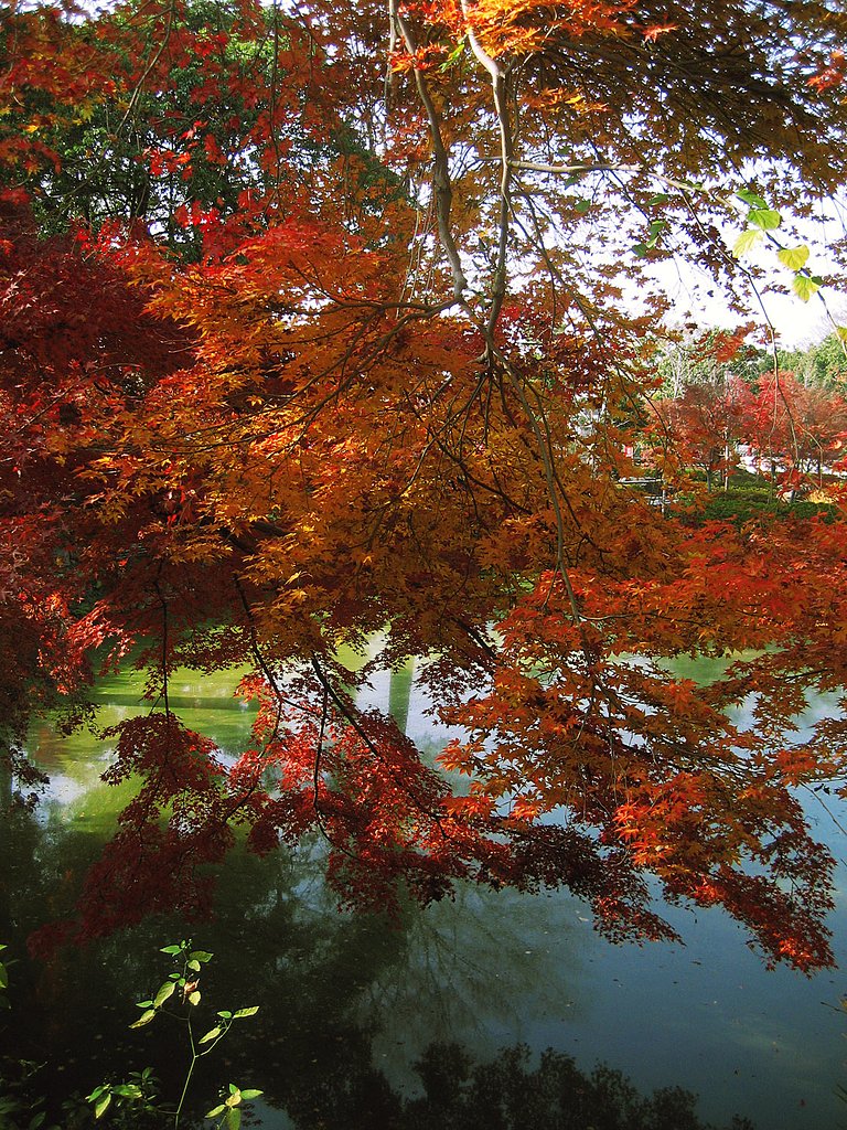 【2008】万福寺の紅葉
