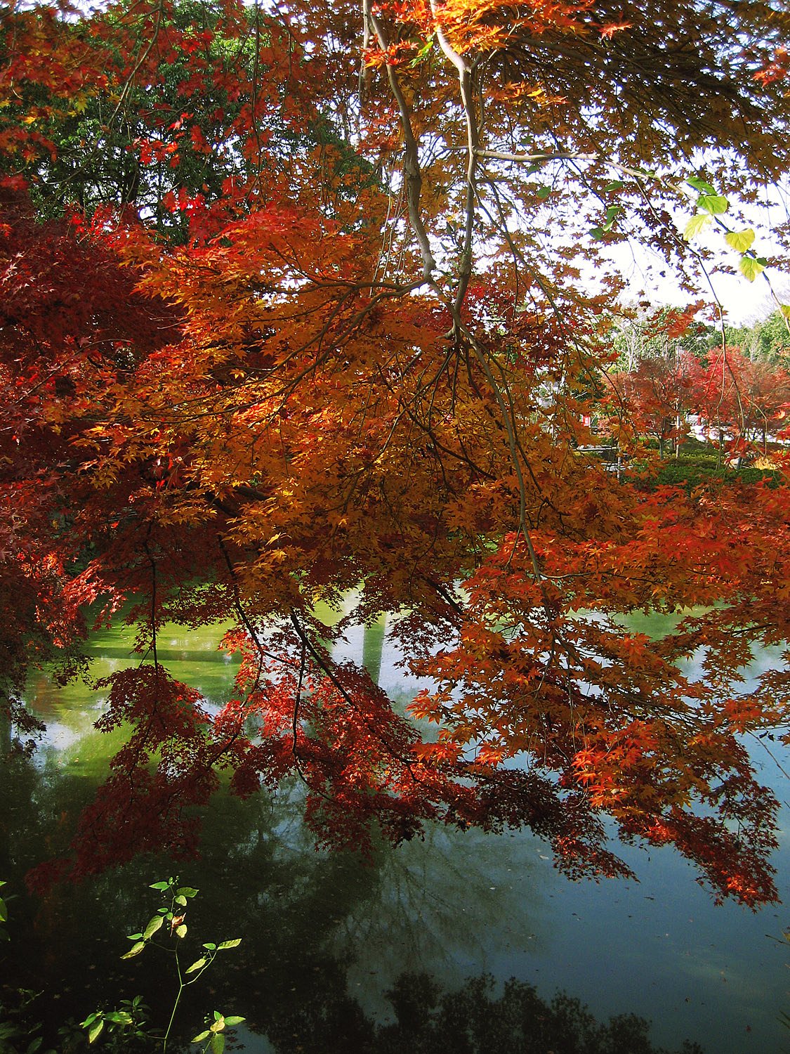 【2008】万福寺の紅葉