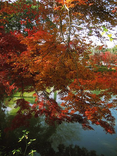 【2008】万福寺の紅葉