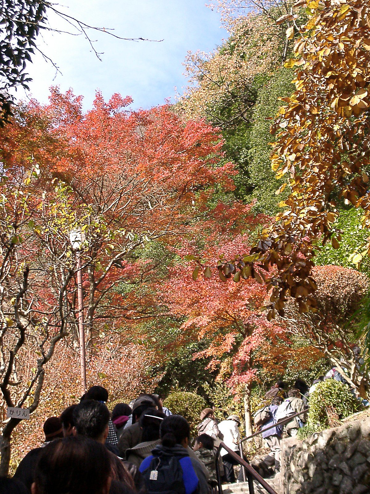 ◆紅葉スケッチ-07 高尾山③