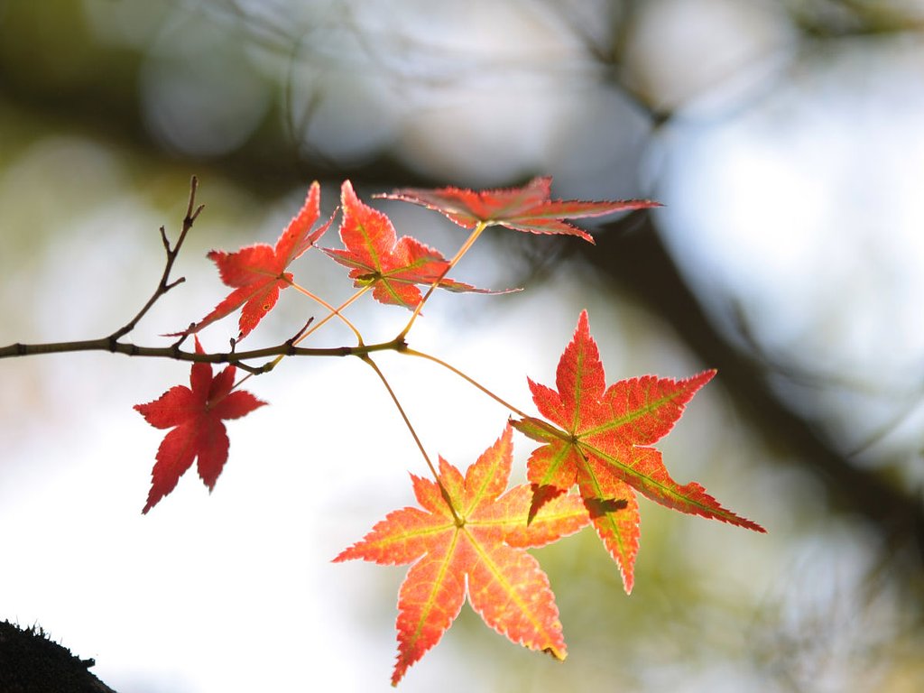 光をあびて・・・紅葉