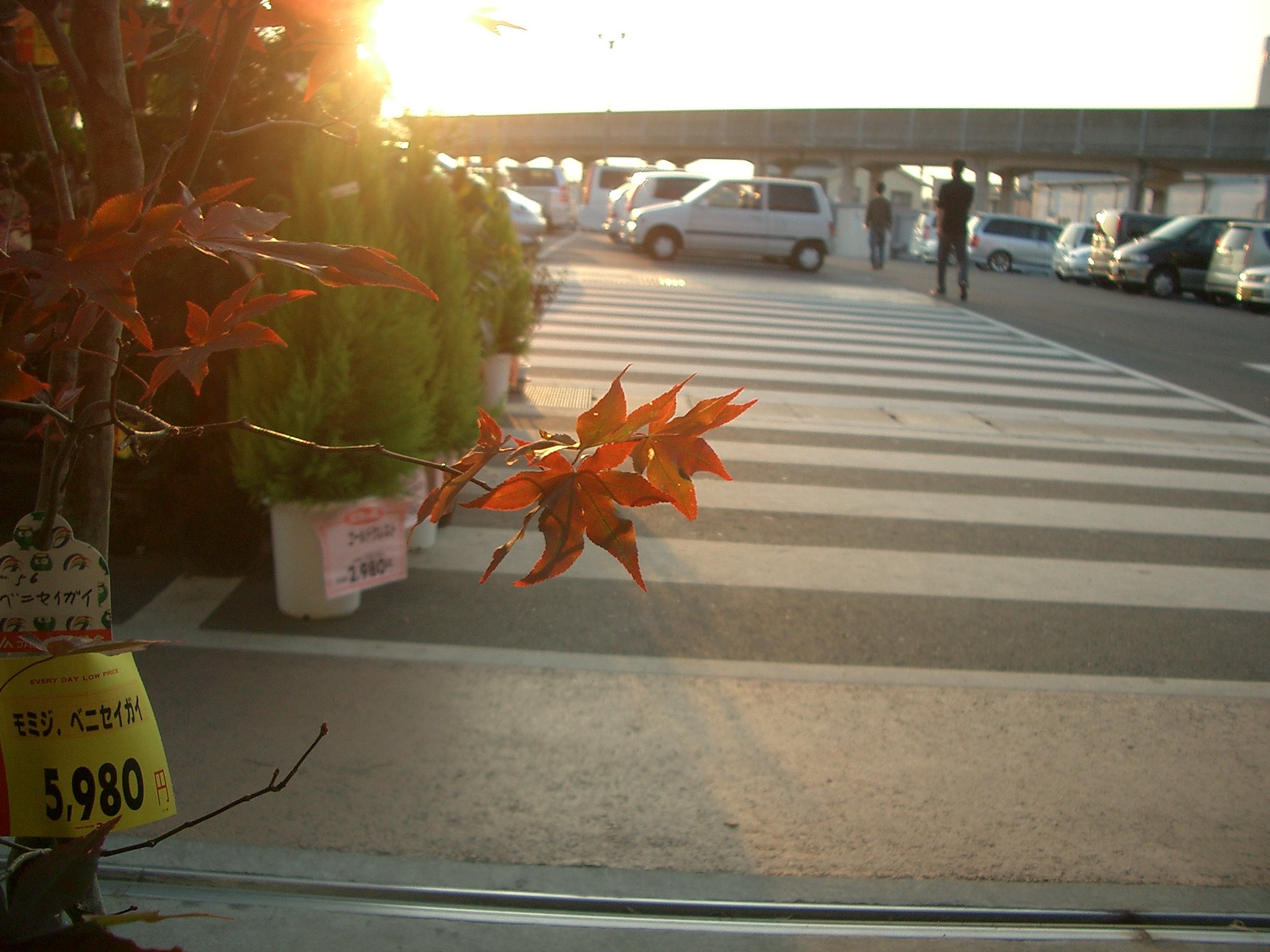 夕日に