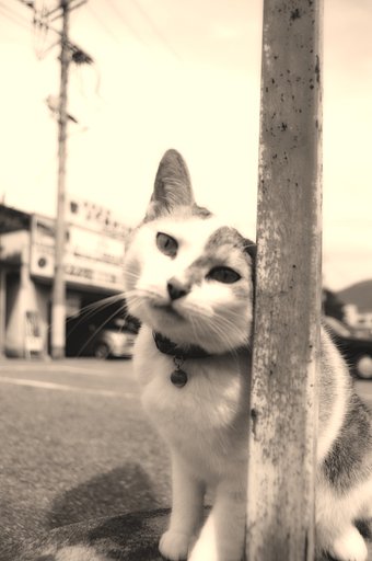 【２００８】 雄嫌いの彼女