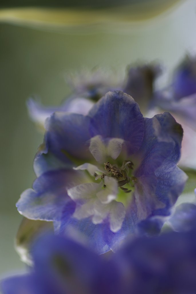 お花撮影