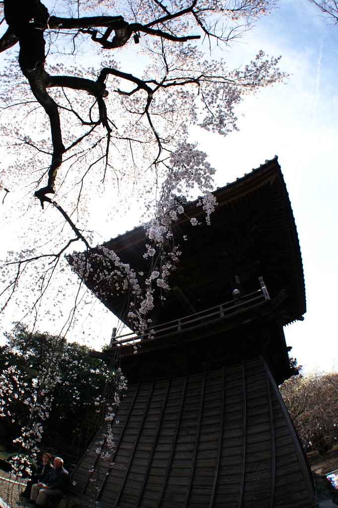 フィッシュアイで桜