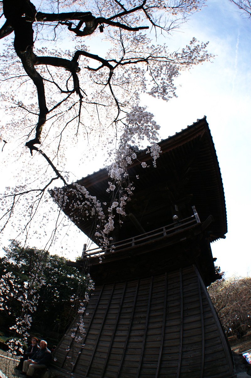 フィッシュアイで桜