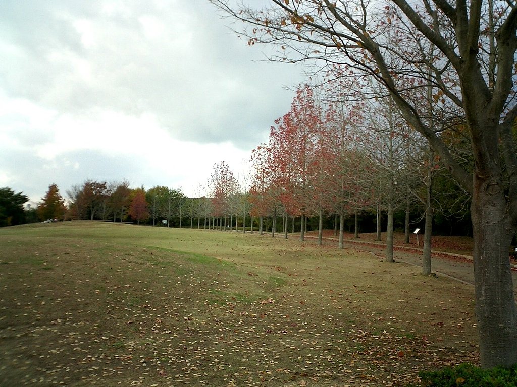 広い空間の紅葉