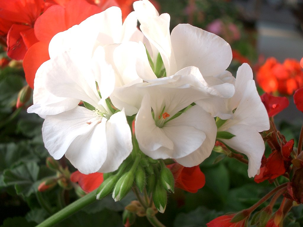 売り場の花その2