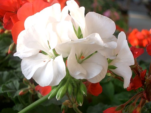 売り場の花その2