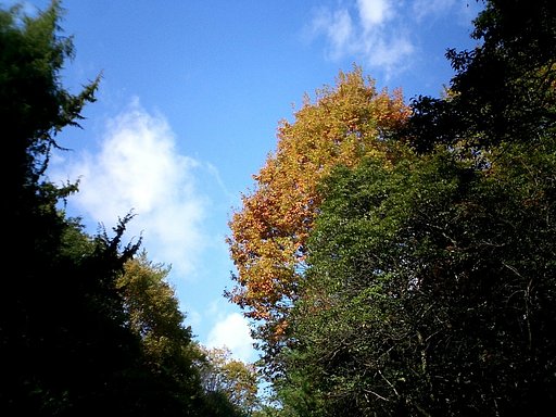 紅葉と言うよりも・・・