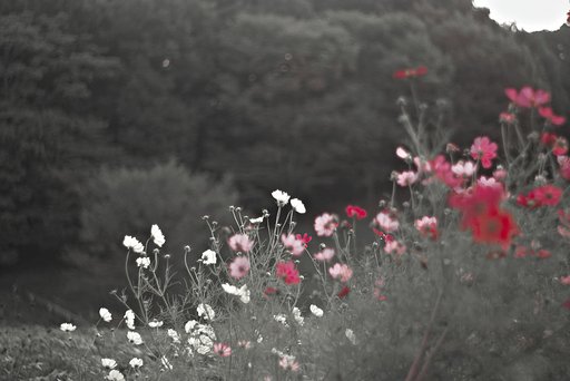「秋影｝やっぱり赤が好き