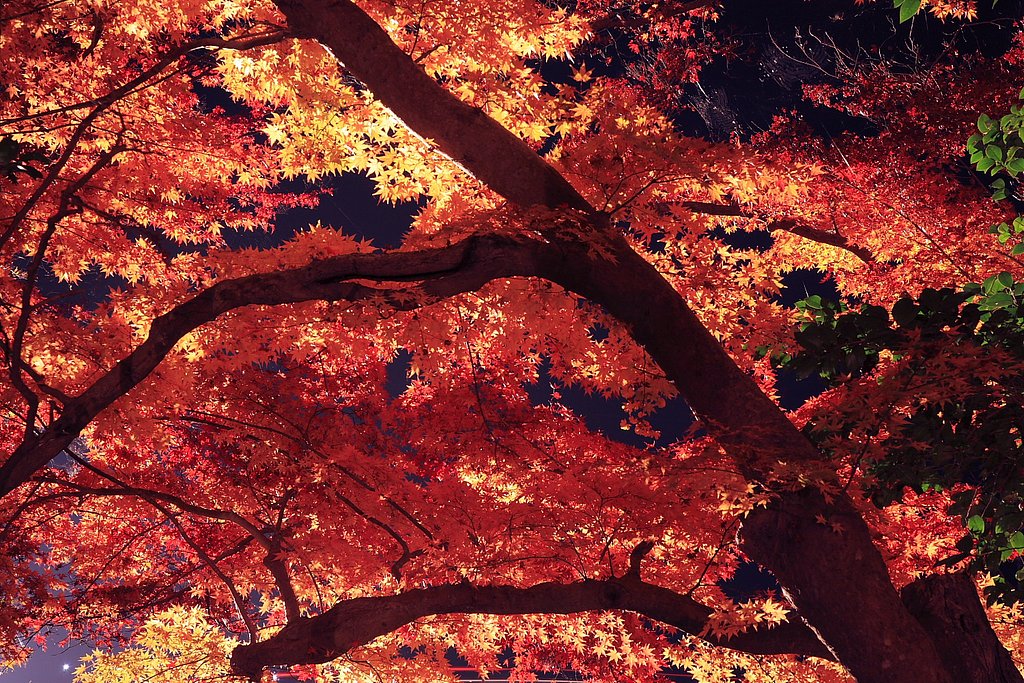 夜のカエデ林