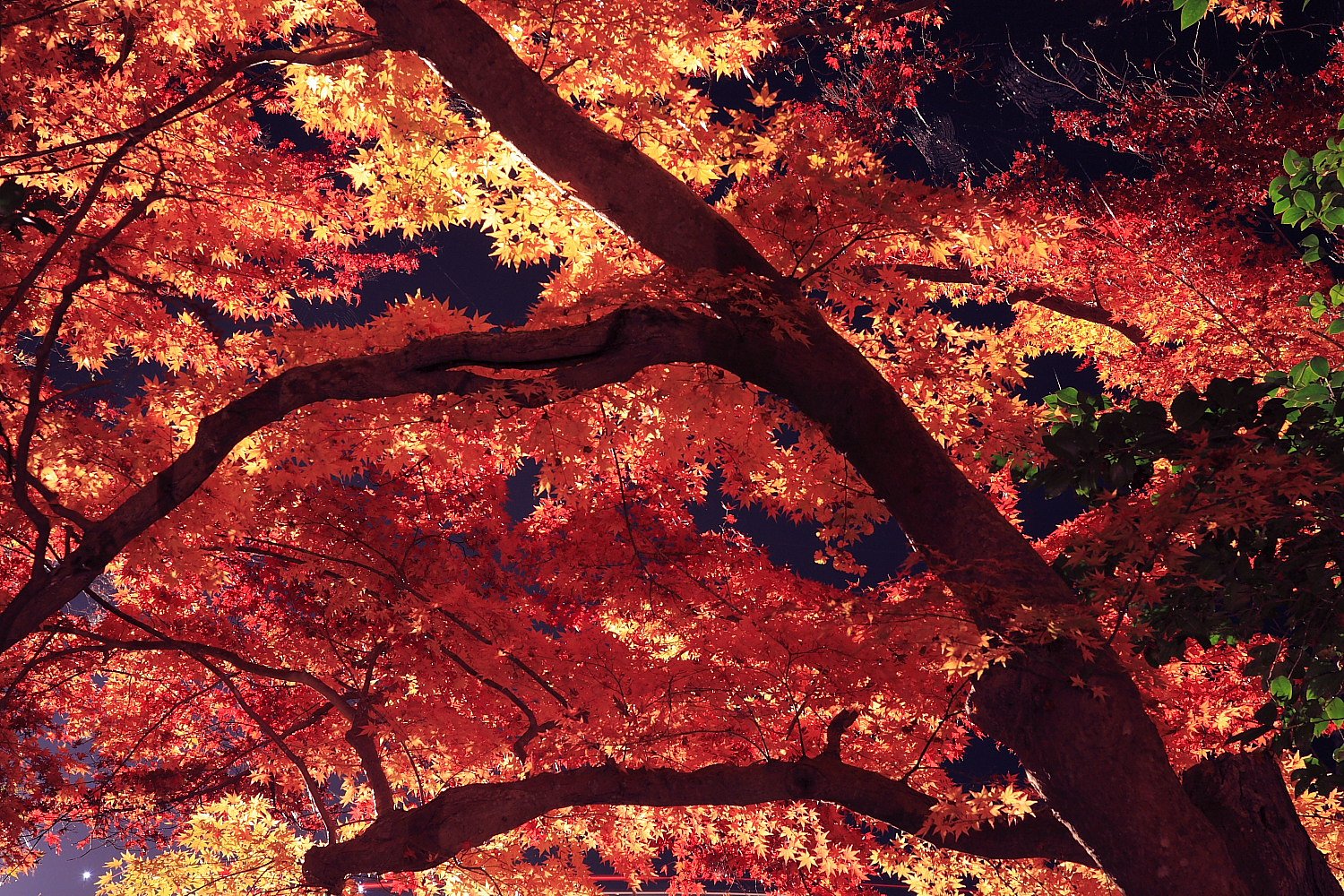 夜のカエデ林