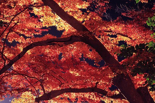 夜のカエデ林