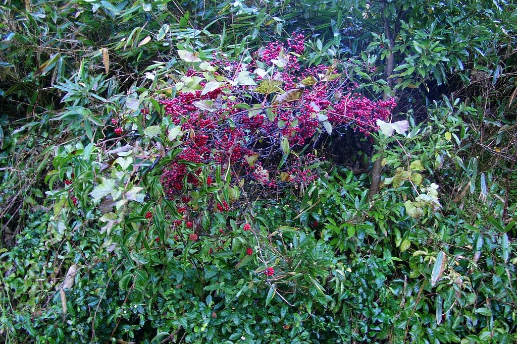 赤い実の沢山実る蔓草