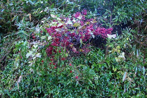 赤い実の沢山実る蔓草