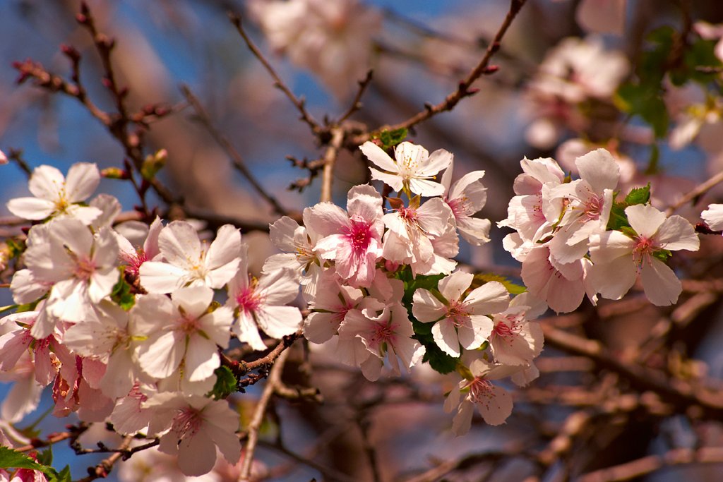 「秋影」十月と言えば桜だよね！