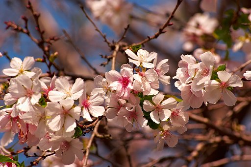 「秋影」十月と言えば桜だよね！
