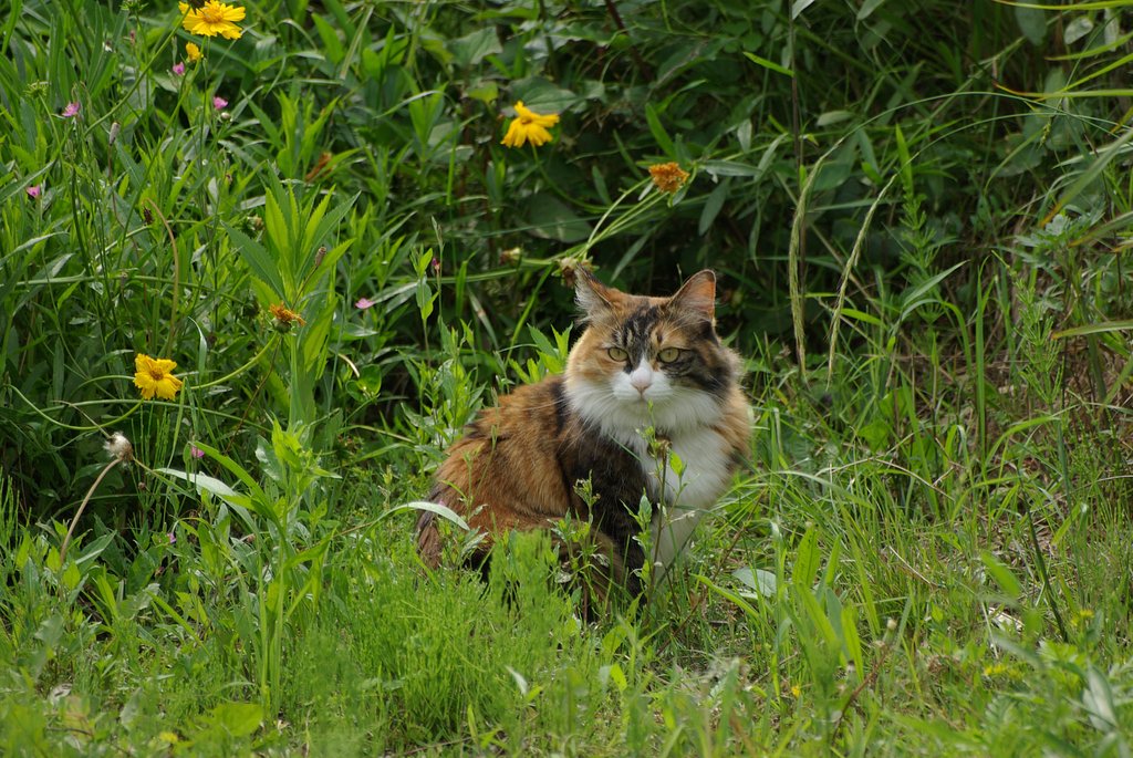 ニャンコ先生