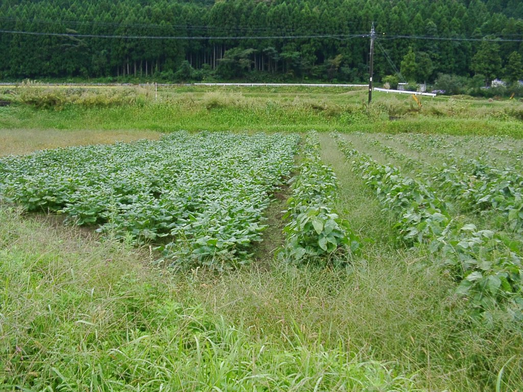 減反水で、左アズキと右黒マメ