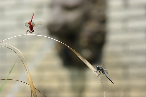 赤と青の戦い