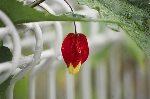 「秋影」雨で存在を主張する