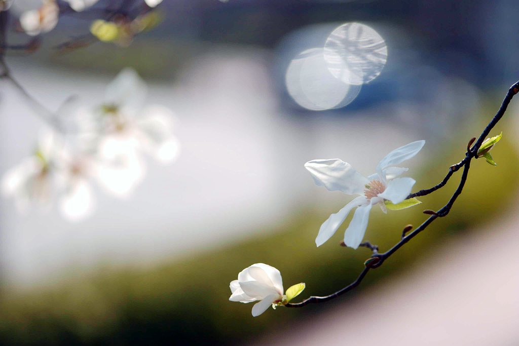 こぶしの花
