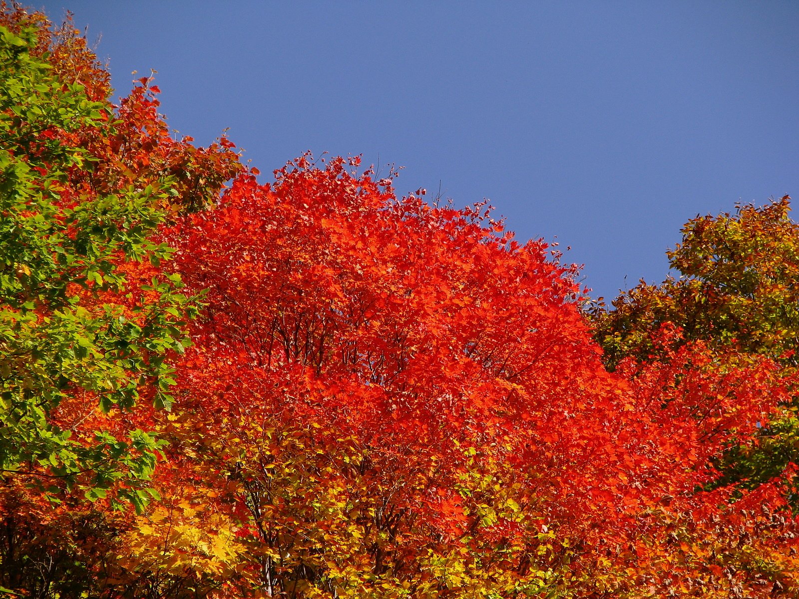 紅彩