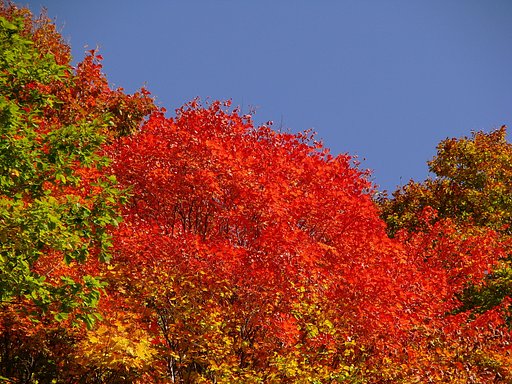 紅彩