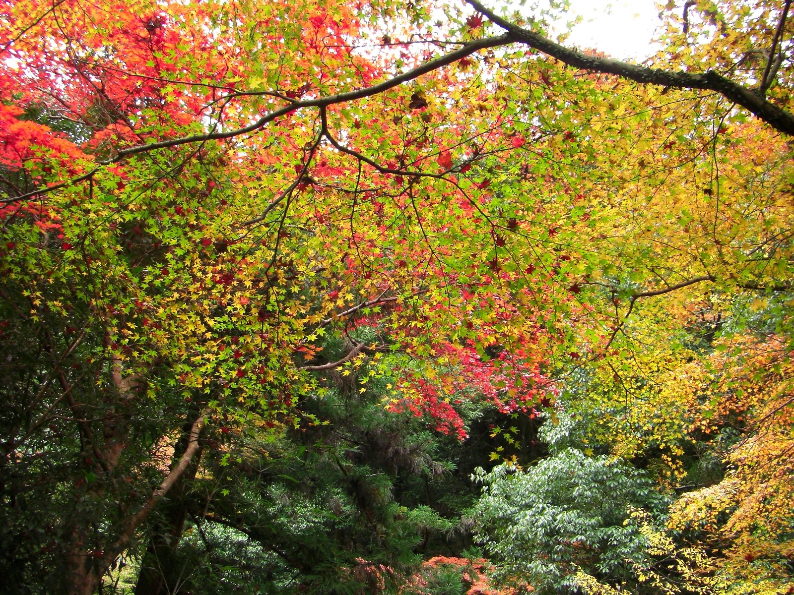 ”もみじ葉”の紅葉