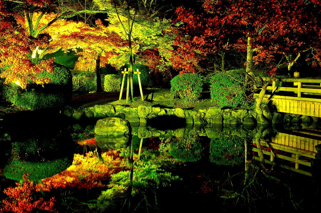 光と紅葉
