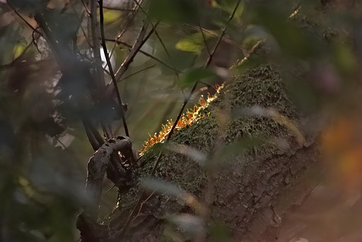 「秋影」スポットライト