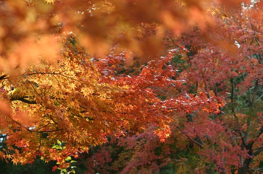 山間紅葉