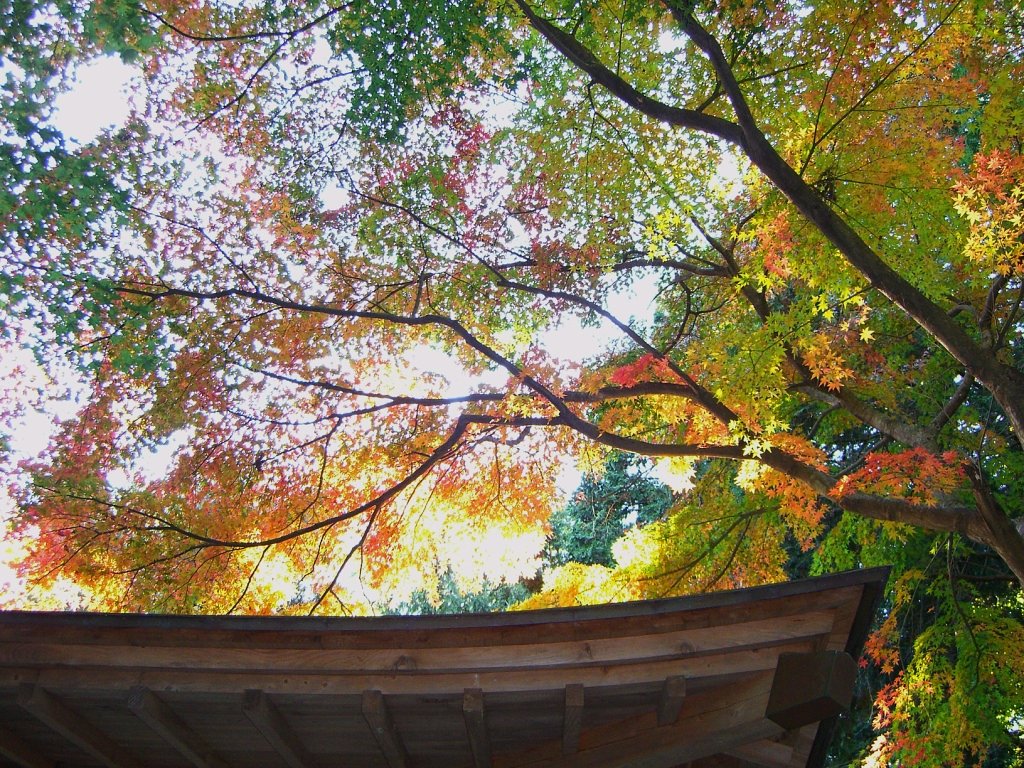 紅葉がやっと！