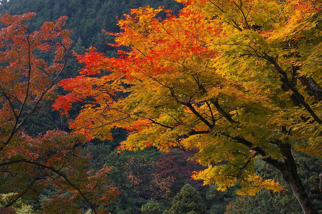 もうすぐ見ごろ
