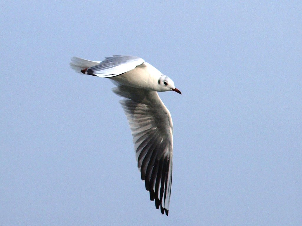 ユリカモメ