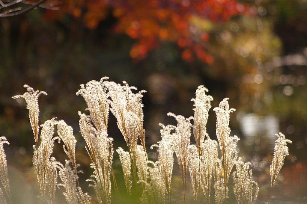 すすきと紅葉
