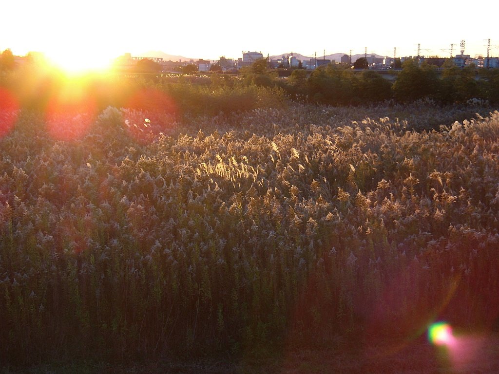 夕方・・