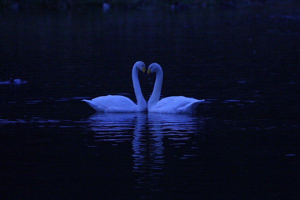 白鳥がやってきた(^_^)