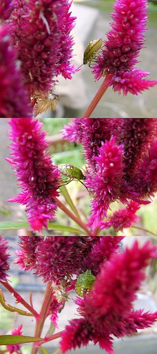 鶏頭に止まった緑色のカメムシに似た虫？