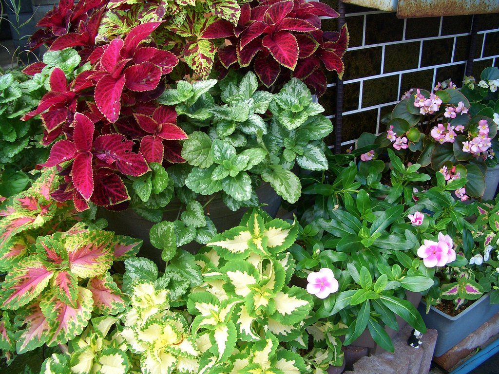 コリウス寄せ植え