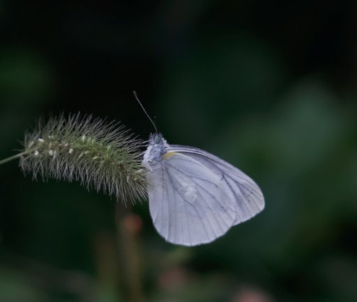 「秋影」必死にしがみつく