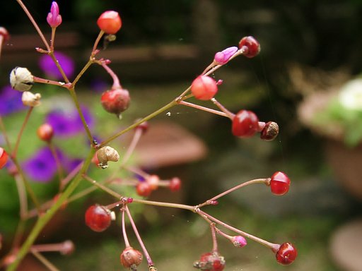 種