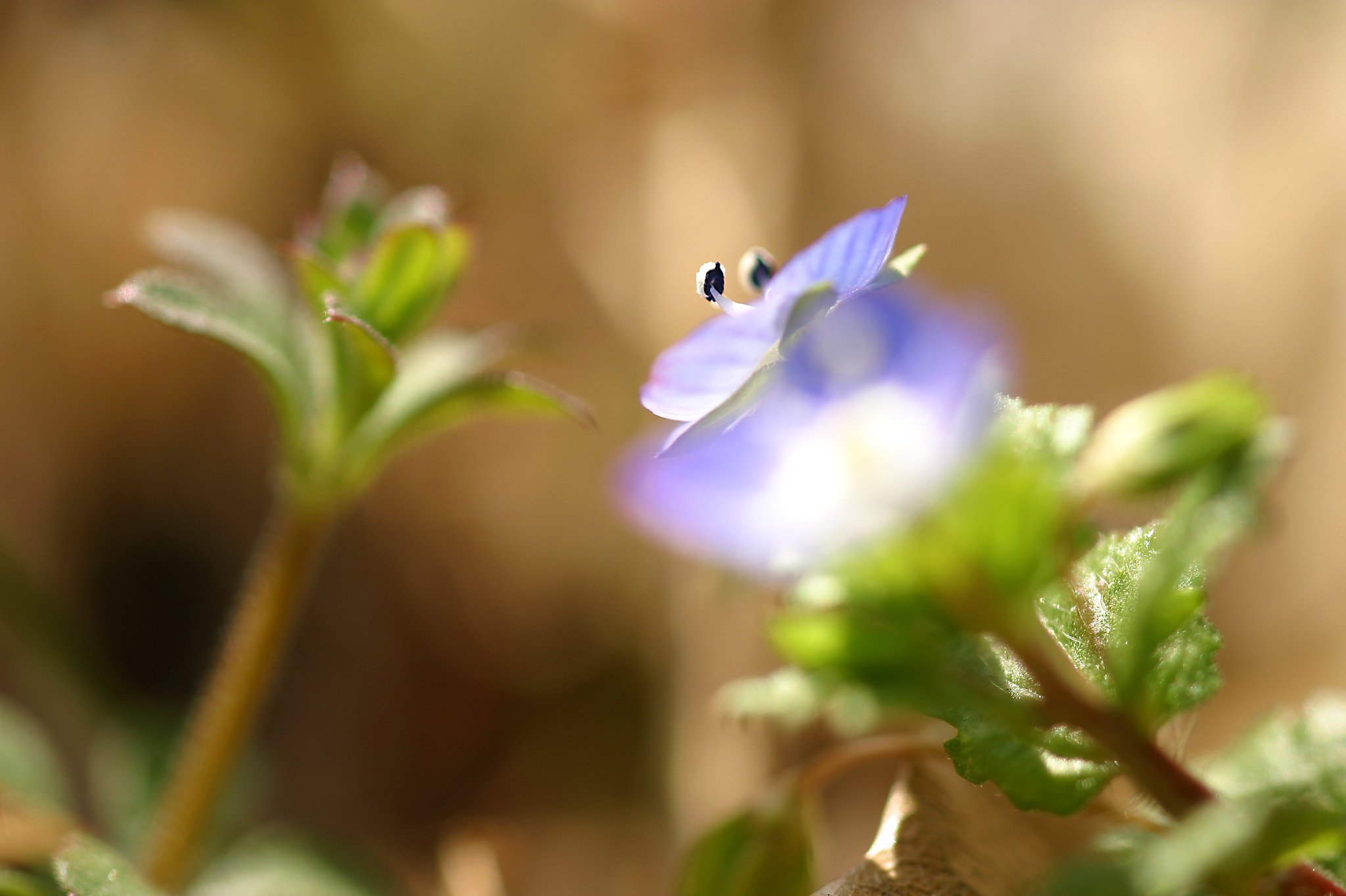 好きな花
