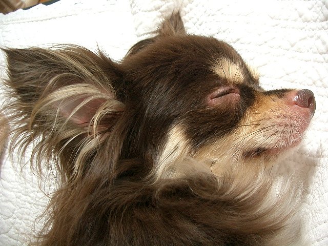 〜　ややバテ気味の愛犬　〜
