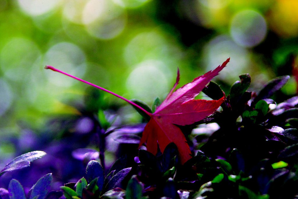 堕ちた紅葉
