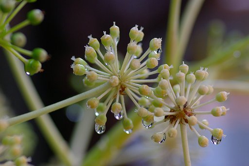 初冬の雨